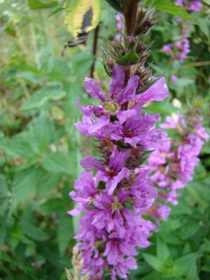 Krwawnica pospolita - Lythrum salicaria
