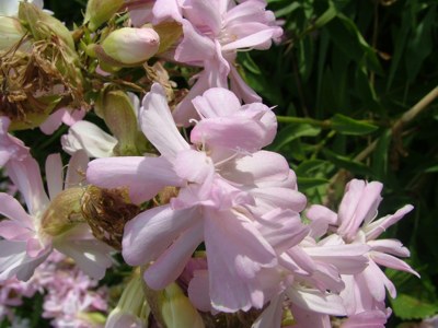 Mydlnica lekarska - Saponaria officinalis