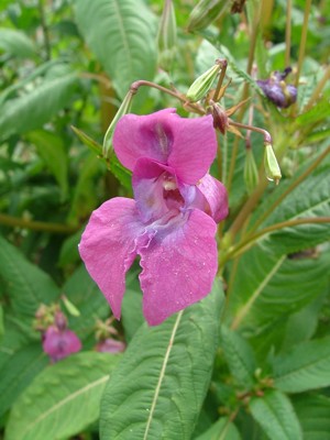 Niecierpek gruczołowaty - Impatiens glandulifera