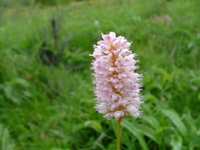 Rdest wężownik - Polygonum bistorta