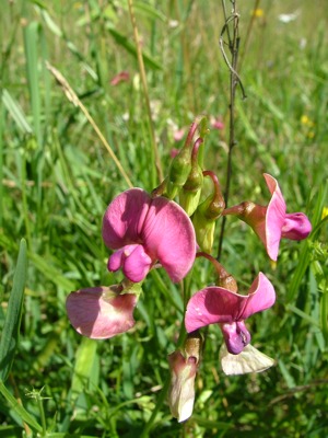 Groszek leśny - Lathyrus sylvestris