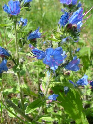 Żmijowiec zwyczajny - Echium vulgare