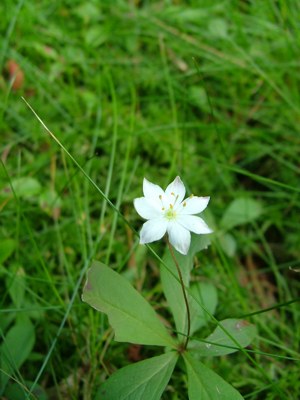 Siódmaczek leśny - Trientalis europaea