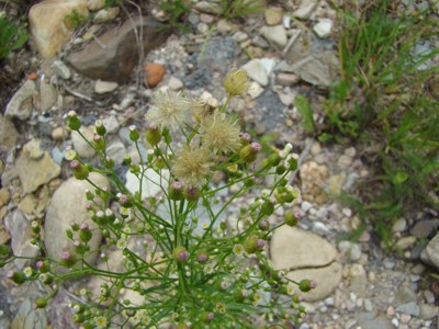 Przymiotno kanadyjskie - Conyza canadensis, Erigeron c.