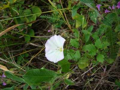 Powój polny - Convolvulus arvensis