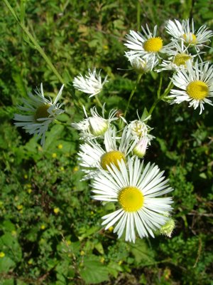 Przymiotno białe - Erigeron annuus
