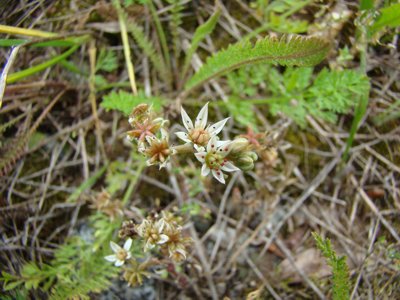 Rozchodnik biały - Sedum album