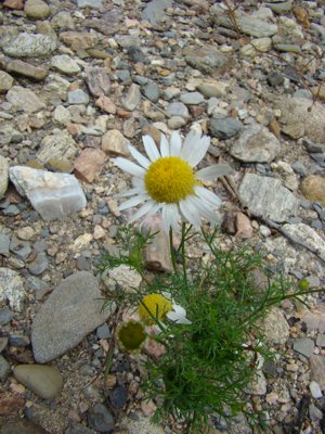 Rumian polny - Anthemis arvensis