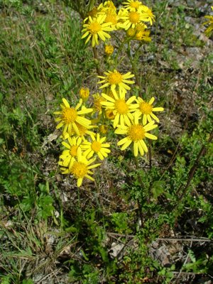 Starzec wąskolistny - Senecio erucifolius