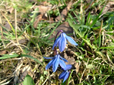 Cebulica syberyjska - Scilla siberica