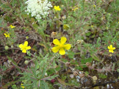 Pięciornik pagórkowy - Potentilla collina