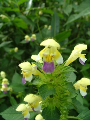 Poziewnik pstry - Galeopsis speciosa