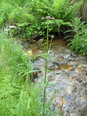 Kozłek lekarski - Valeriana officinalis