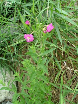 Wierzbownica kosmata - Epilobium hirsutum