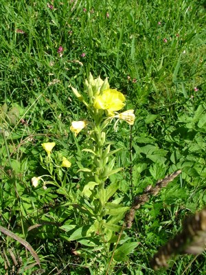 Wiesiołek dwuletni - Oenothera biennis