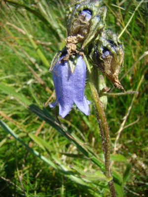Dzwonek brodaty - Campanula barbata