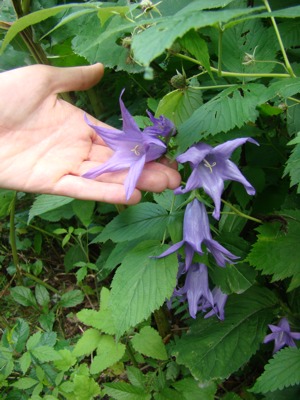 Dzwonek szerokolistny - Campanula latifolia