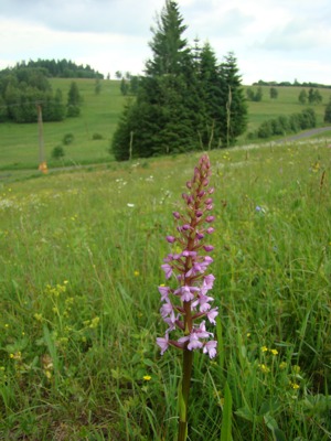 Gółka długoostrogowa - Gymnadenia conopsea, Gymnadenia conopea