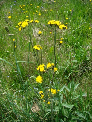 Jastrzębiec łąkowy - Hieracium pratense, Hieracium caespitosum