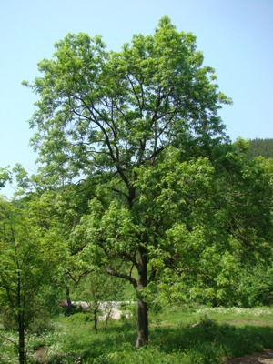Jesion wyniosły - Fraxinus excelsior