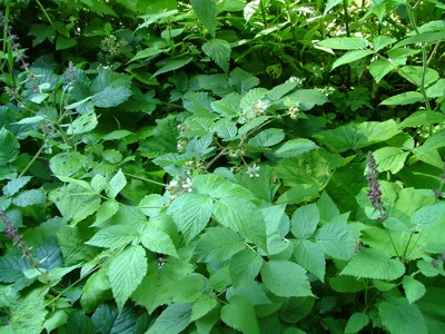 Jeżyna fałdowana - Rubus plicatus