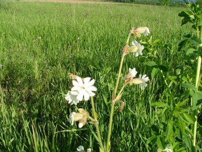 Bniec biały - Silene alba, Melandrium album, M. pratense