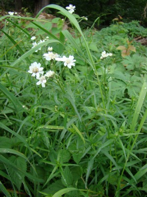 Krwawnik kichawiec - Achillea ptarmica