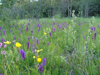 kukułka szerokolistna, stoplamek szerokolistny - Dactylorhiza majalis