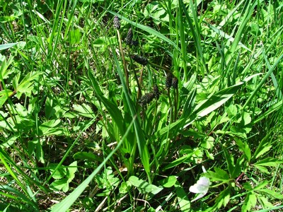 Babka lancetowata - Plantago lanceolata