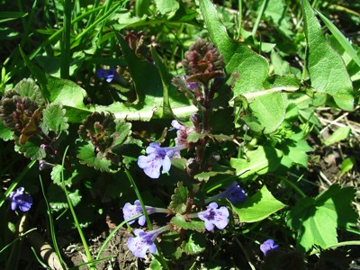Bluszczyk kurdybanek - Glechoma hederacea