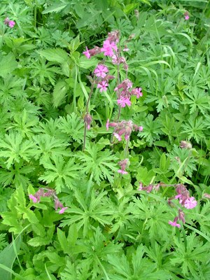 Bodziszek kosmaty - Geranium molle