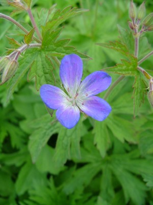 Bodziszek łąkowy - Geranium pratense