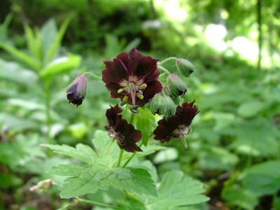 Bodziszek żałobny - Geranium phaeum