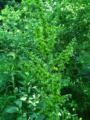 Ciemiężyca zielona - Veratrum lobelianum