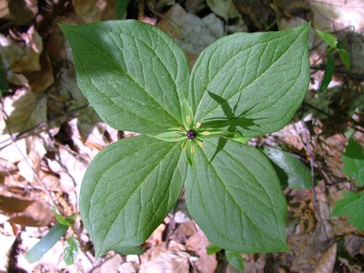 Czworolist pospolity - Paris quadrifolia