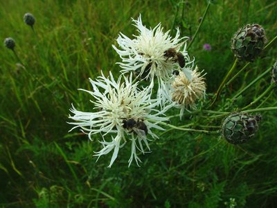 Chaber driakiewnik - Centaurea scabiosa