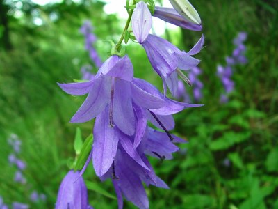 Dzwonek jednostronny - Campanula rapunculoides