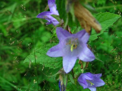 Dzwonek pokrzywolistny - Campanula trachelium