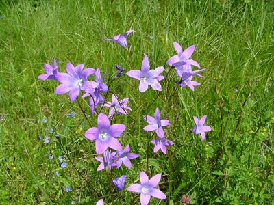 Dzwonek rozpierzchły - Campanula patula