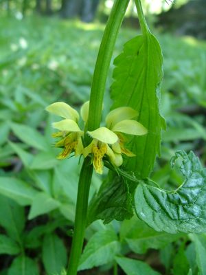 Gajowiec żółty - Lamium galeobdolon
