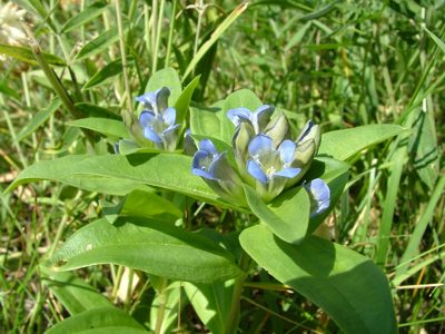 Goryczka krzyżowa - Gentiana cruciata