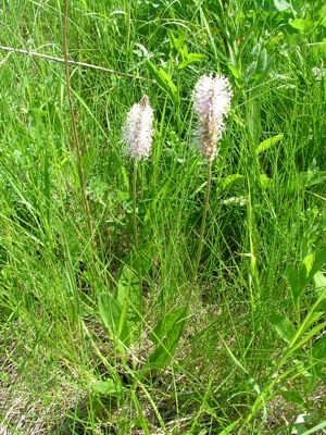 Babka średnia - Plantago media