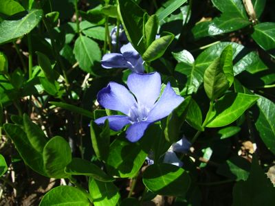 Barwinek pospolity - Vinca minor