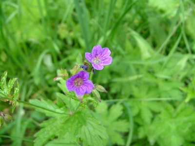 Bodziszek błotny - Geranium palustre