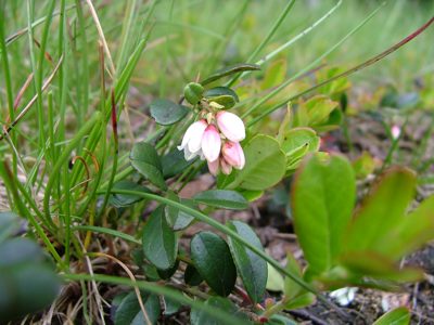Borówka brusznica - Vaccinium vitis-idaea