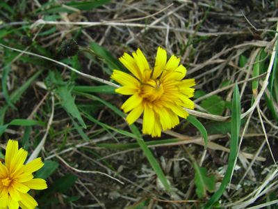 Brodawnik jesienny - Leontodon autumnalis