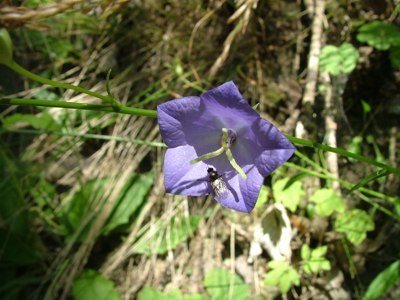 Dzwonek brzoskwiniolistny - Campanula persicifolia