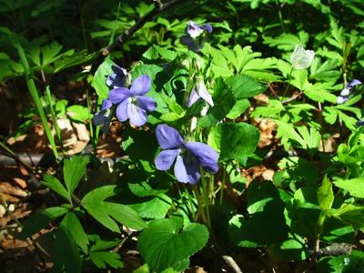 Fiołek leśny - Viola silvestris