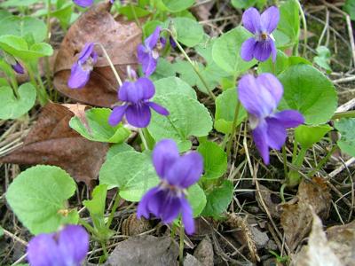 Fiołek wonny - Viola odorata