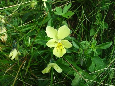 Fiołek żółty sudecki - Viola lutea subsp. sudetica